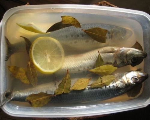 pickled-herring-in-the-home-03