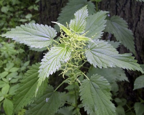 krapiva-dvudomnaja-urtica-dioica