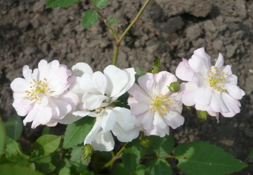 Роза Крылья ангела (rose chinensis Angel wings): описание, выращивание многолетнего сорта из семян, как посадить