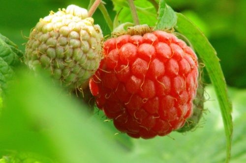 raspberries-2-500x333