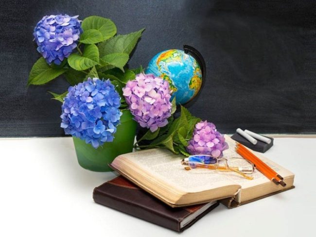 Flowers hydrangeas and school subjects.